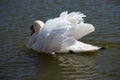 Elegant white swan swimming in pond. Romance and peace concept. Single swan with beautiful wings and white plumage. Royalty Free Stock Photo