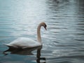 An elegant white swan swims in the lake Royalty Free Stock Photo