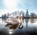 An elegant white swan on the water of the river Royalty Free Stock Photo