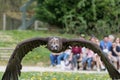 Elegant wild bald eagle flying experience