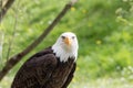 Elegant wild bald eagle flying experience