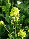 Wild Meadow Flowers to attract bees, on the Dutch countryside