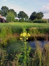 Wild flower next to a Toad Pond in the Dutch countryside