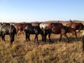 Mongolian horses with herder in the grasslands of inner Mongolia