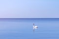 Elegant wild white Swan floating on blue sea water surface at Sunny day.