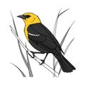 Elegant Yellow-headed Blackbird Bird Vector Royalty Free Stock Photo
