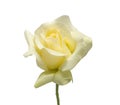 Elegant yellow rose isolated on a white background. Beautiful head flower Royalty Free Stock Photo