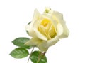 Elegant yellow rose isolated on a white background. Beautiful head flower Royalty Free Stock Photo