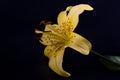 Elegant yellow tiger or leopard lily lance-shaped lily close-up on a dark black background. A minimalistic photo for a poster Royalty Free Stock Photo