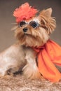 Elegant yorkshire terrier dog with flower hat, sunglasses and scarf Royalty Free Stock Photo