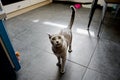 Elegant young pedigreed cat requests to eat in the kitchen. Breed Russian Blue