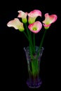 Elegant zantedeschia rubylite pink ice calla lilies in crystal vase 