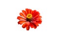 Elegant zinnia red flower on white Royalty Free Stock Photo