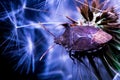 Elegantly framed picture of a European Brown Stink Bug