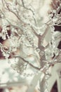 Elegantly tasteful decorated with crystals wedding decorate tree, summer, vintage, glamor