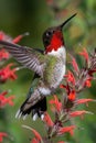 Elegantly vibrant hummingbirds in flight targeting colorful flower nectar with precision