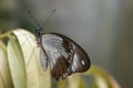 Elegent butterfly on green leaves Royalty Free Stock Photo