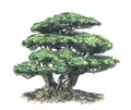 Bonsai coniferous, oriental style. Color picture.