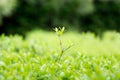 Element of design. Spring summer nature. Juicy young green grass in defocus.Background for design with shrub leaves. Beautiful Royalty Free Stock Photo