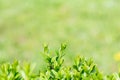 Element of design. Spring summer nature. Juicy young green grass in defocus.Background for design with shrub leaves. Beautiful Royalty Free Stock Photo