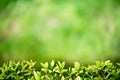 Element of design. Spring summer nature. Juicy young green grass in defocus.Background for design with shrub leaves. Beautiful Royalty Free Stock Photo