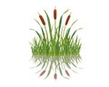 Element of grass with reeds is reflected in the water. Swamp grass on white background. Royalty Free Stock Photo