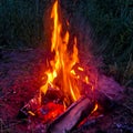 Big bonfire in the forest, travel Royalty Free Stock Photo
