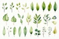 Nature leaf summer plant illustration element design floral background spring green watercolor set background Royalty Free Stock Photo