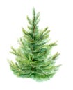 Element of watercolor fir-tree design for cards, posters, Christmas cards. Isolated background. Royalty Free Stock Photo