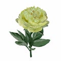 Element for you design. Yellow peony and leaves isolated on white background.