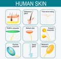 Elements of the human skin. Set icons