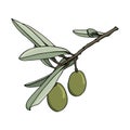 Elements with olive branches, with leaves and berries. Green olives are drawn by hand. Royalty Free Stock Photo