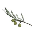 Elements with olive branches, with leaves and berries. Green olives are drawn by hand. Royalty Free Stock Photo