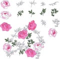 Authentic illustration of garden flowers. Vector set of floral elements peony