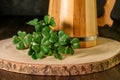 Elements of symbols of national irish festival St. Patrick`s Day : leaves of shamrock and wooden mug of green beer. Celebrating Royalty Free Stock Photo