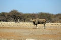 A large eland antelope buck at a water hole Royalty Free Stock Photo