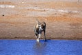 A large eland antelope buck at a water hole Royalty Free Stock Photo