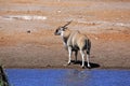 A large eland antelope buck at a water hole Royalty Free Stock Photo