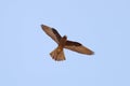 Eleonora's Falcon Royalty Free Stock Photo