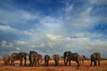 Elepahnt herd group near the water hole, blue sky with clouds. African elephant, Savuti, Chobe NP in Botswana. Wildlife scene from Royalty Free Stock Photo