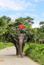 The elepant and the driver in chitwan,Nepal Royalty Free Stock Photo