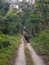 Elephans with people on their backs in Chitwan National Park, Nepal Royalty Free Stock Photo