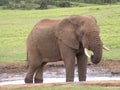 The Elephant Royalty Free Stock Photo