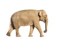 Elephant Royalty Free Stock Photo