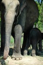 Elephant Royalty Free Stock Photo