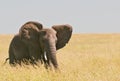 Elephant Royalty Free Stock Photo