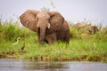 Elephant Royalty Free Stock Photo