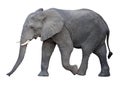 Elephant Royalty Free Stock Photo