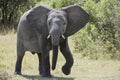 Elephant, Okavango Delta, Botswana