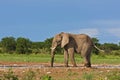 Elephant Royalty Free Stock Photo